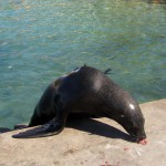 Seal, South Africa, Cape Town, Hout Bay