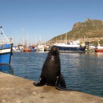 South Africa, Cape Town, Hout Bay, Tame Seal