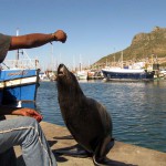 South Africa, Cape Town, Hout Bay, Tame Seal