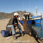 Tame harbor seal Hout Bay South Africa | photography by Sebastian Motsch (2012)