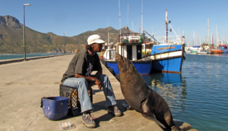 Tame harbor seal Hout Bay South Africa | photography by Sebastian Motsch (2012)