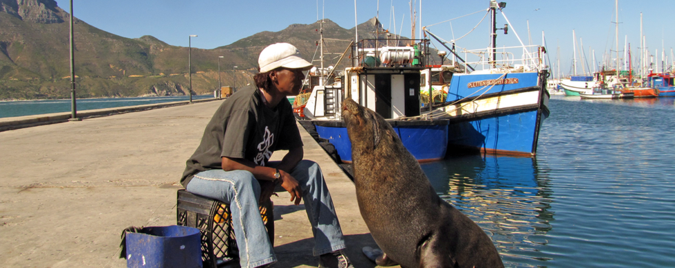 Tame harbor seal Hout Bay South Africa | photography by Sebastian Motsch (2012)