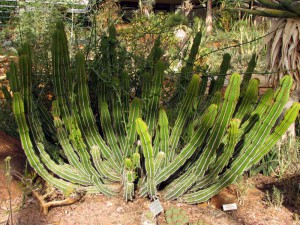 South Africa, Capetown, Kirstenbosch, Botanical Garden