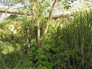 South Africa, Capetown, Kirstenbosch, Botanical Garden