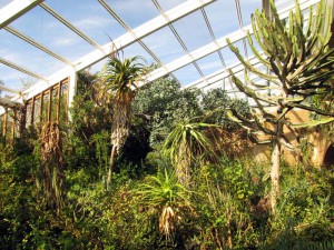 South Africa, Capetown, Kirstenbosch, Botanical Garden