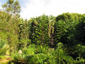 South Africa, Capetown, Kirstenbosch, Botanical Garden