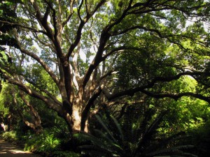 South Africa, Capetown, Kirstenbosch, Botanical Garden