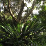 South Africa, Capetown, Kirstenbosch, Botanical Garden