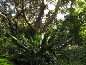 South Africa, Capetown, Kirstenbosch, Botanical Garden