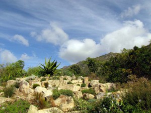 South Africa, Capetown, Kirstenbosch, Botanical Garden, Table Mountain