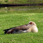 South Africa, Capetown, Kirstenbosch, Botanical Garden, Table Mountain