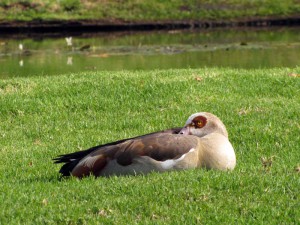 South Africa, Capetown, Kirstenbosch, Botanical Garden, Table Mountain