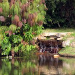 South Africa, Capetown, Kirstenbosch, Botanical Garden, Table Mountain