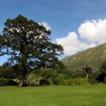 South Africa, Capetown, Kirstenbosch, Botanical Garden, Table Mountain