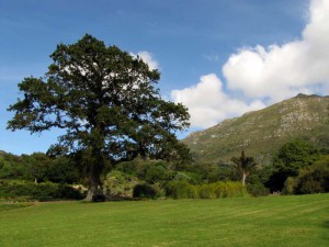 South Africa, Capetown, Kirstenbosch, Botanical Garden, Table Mountain