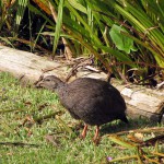 South Africa, Capetown, Kirstenbosch, Botanical Garden, Table Mountain