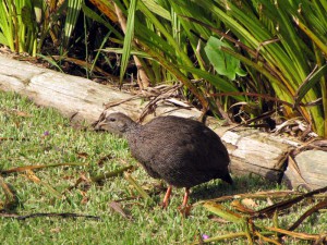 South Africa, Capetown, Kirstenbosch, Botanical Garden, Table Mountain