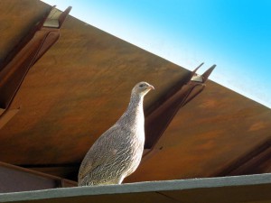 South Africa, Capetown, Kirstenbosch, Botanical Garden, Table Mountain