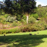 South Africa, Capetown, Kirstenbosch, Botanical Garden, Table Mountain