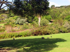 South Africa, Capetown, Kirstenbosch, Botanical Garden, Table Mountain