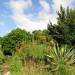 South Africa, Capetown, Kirstenbosch, Botanical Garden, Table Mountain