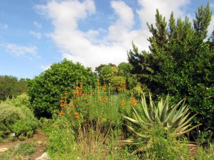 South Africa, Capetown, Kirstenbosch, Botanical Garden, Table Mountain