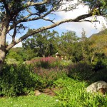 South Africa, Capetown, Kirstenbosch, Botanical Garden, Table Mountain