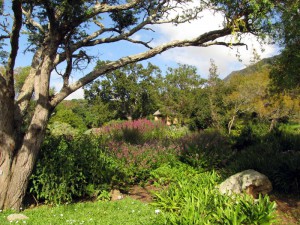 South Africa, Capetown, Kirstenbosch, Botanical Garden, Table Mountain