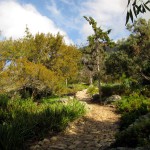 South Africa, Capetown, Kirstenbosch, Botanical Garden, Table Mountain