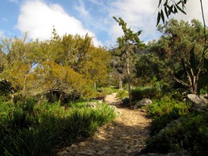 South Africa, Capetown, Kirstenbosch, Botanical Garden, Table Mountain