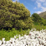 South Africa, Capetown, Kirstenbosch, Botanical Garden, Table Mountain