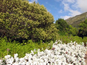 South Africa, Capetown, Kirstenbosch, Botanical Garden, Table Mountain