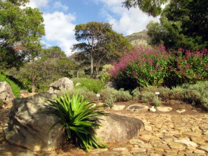 South Africa, Capetown, Kirstenbosch, Botanical Garden, Table Mountain