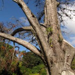 South Africa, Capetown, Kirstenbosch, Botanical Garden, Table Mountain