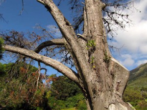 South Africa, Capetown, Kirstenbosch, Botanical Garden, Table Mountain