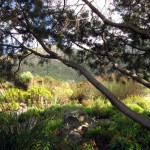 South Africa, Capetown, Kirstenbosch, Botanical Garden, Table Mountain