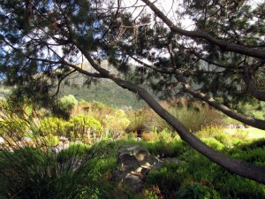 South Africa, Capetown, Kirstenbosch, Botanical Garden, Table Mountain