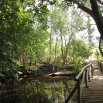 South Africa, Capetown, Kirstenbosch, Botanical Garden, Table Mountain