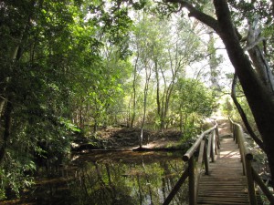 South Africa, Capetown, Kirstenbosch, Botanical Garden, Table Mountain