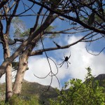 South Africa, Capetown, Kirstenbosch, Botanical Garden, Table Mountain