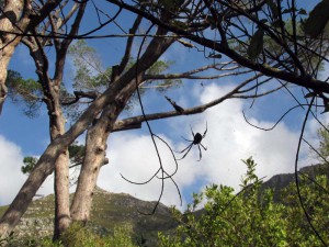 South Africa, Capetown, Kirstenbosch, Botanical Garden, Table Mountain