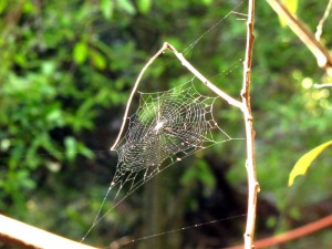 South Africa, Capetown, Kirstenbosch, Botanical Garden, Table Mountain