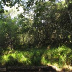 South Africa, Capetown, Kirstenbosch, Botanical Garden, Table Mountain