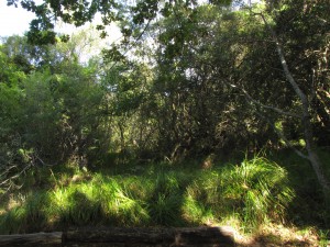 South Africa, Capetown, Kirstenbosch, Botanical Garden, Table Mountain