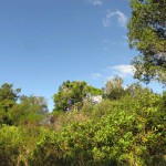 South Africa, Capetown, Kirstenbosch, Botanical Garden, Table Mountain