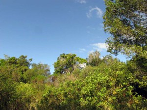 South Africa, Capetown, Kirstenbosch, Botanical Garden, Table Mountain