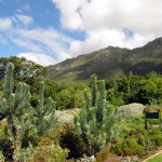 South Africa, Capetown, Kirstenbosch, Botanical Garden, Table Mountain