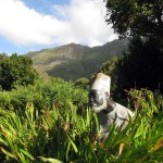 South Africa, Capetown, Kirstenbosch, Botanical Garden, Table Mountain, Sculpture