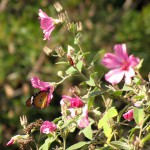 South Africa, Capetown, Kirstenbosch, Botanical Garden, Table Mountain