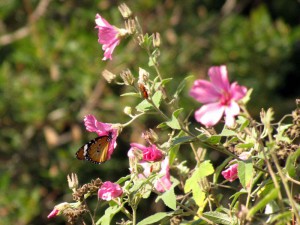 South Africa, Capetown, Kirstenbosch, Botanical Garden, Table Mountain